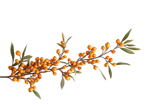 Himalayan Sea Buckthorn vs Regular Supplements