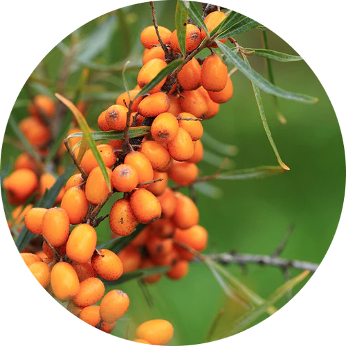Harvesting wild Himalayan Sea Buckthorn berries