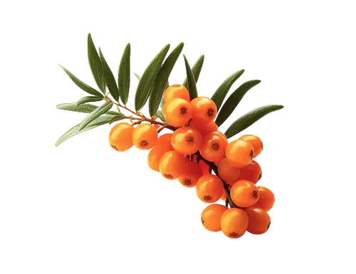 Sea Buckthorn vitamin, omega, and nutrient chart