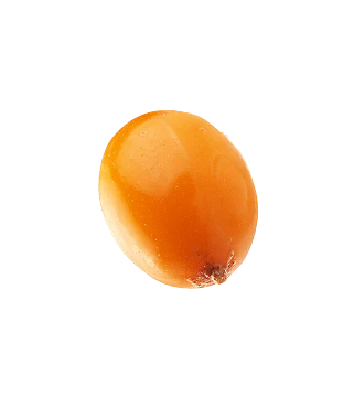 What is Sea Buckthorn used for?